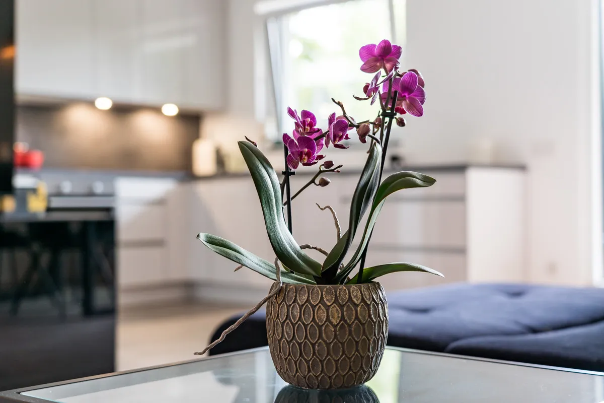 Modern 3-room apartment ''Baumkrone'', image 7