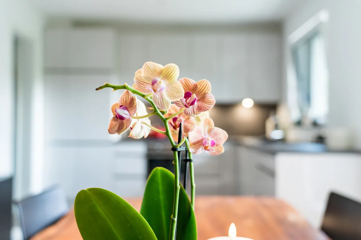 Modern 3-room apartment ''Baumkrone'', image 9