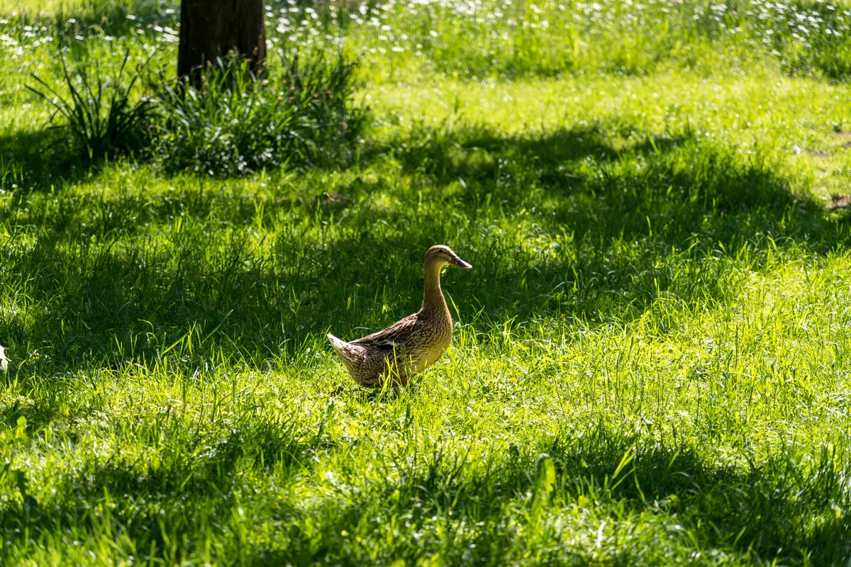 Gut Seeleiten, image 29