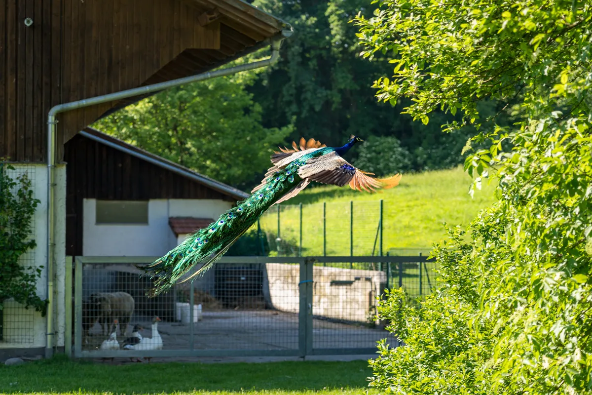 Gut Seeleiten, image 50