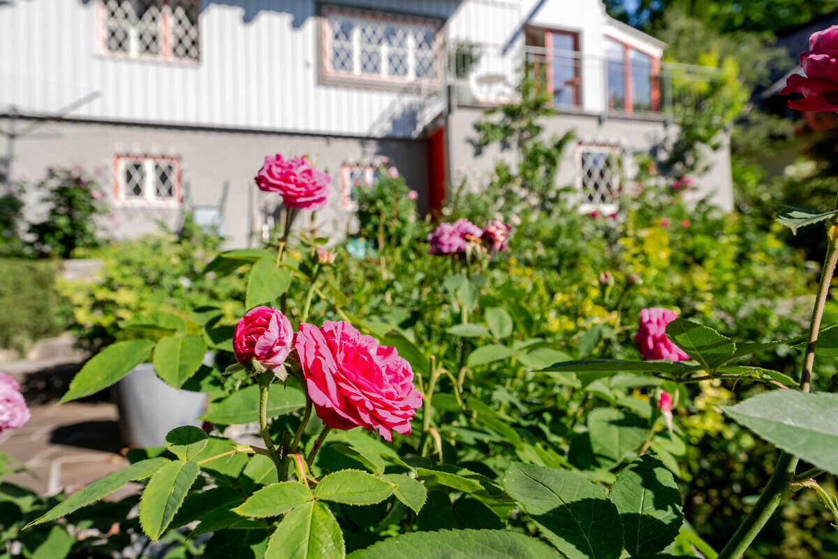 Villa “Rose”